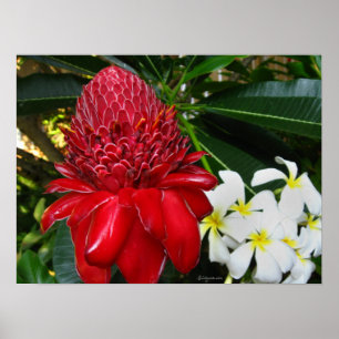 Red Torch Ginger White Plumaria Blume Poster