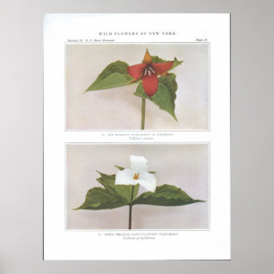 Red Trillium; Weck-Robin oder Birthroot Poster