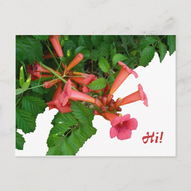 Red Trumpet Vine Postkarte (Vorderseite)
