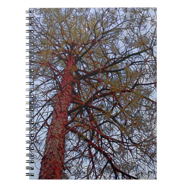 Red Trunk Pine Notizblock (Vorderseite)
