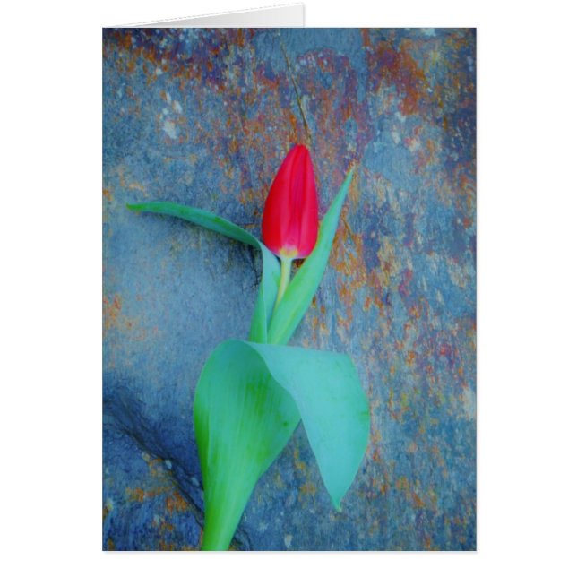 Red Tulip auf Blue Gray Slate (Vorne)