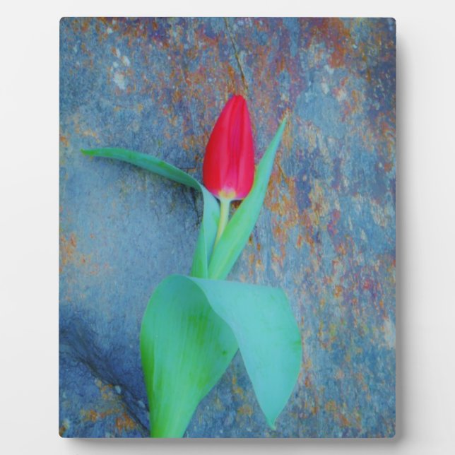 Red Tulip auf Blue Gray Slate Fotoplatte (Vorderseite)