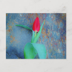 Red Tulip auf Blue Gray Slate Postkarte