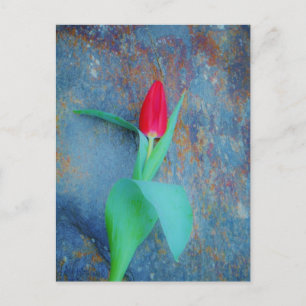 Red Tulip auf Blue Gray Slate Postkarte
