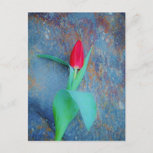 Red Tulip auf Blue Gray Slate Postkarte (Vorderseite)