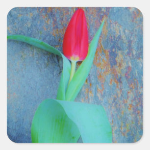 Red Tulip auf Blue Gray Slate Quadratischer Aufkleber