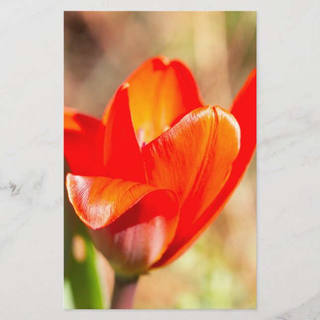 Red Tulip Blossom Briefpapier (Vorderseite)