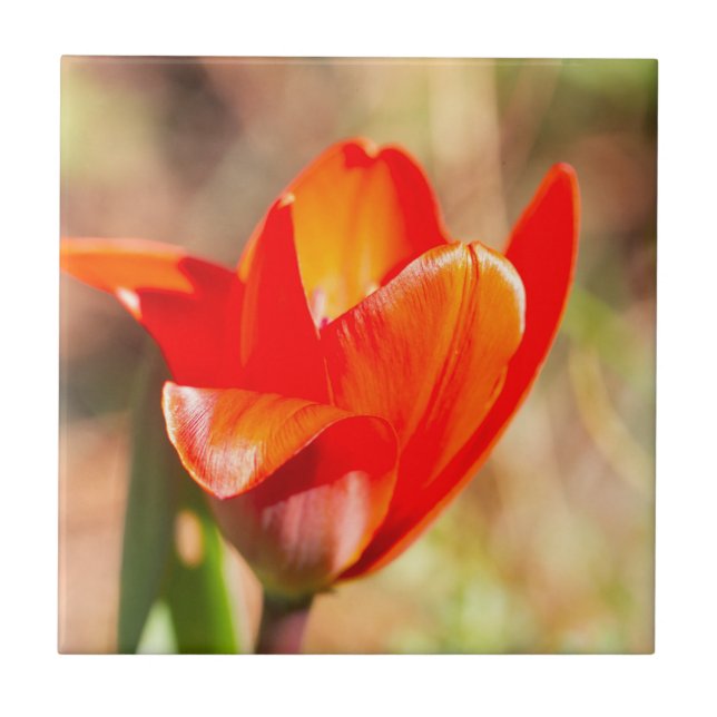 Red Tulip Blossom Fliese (Vorderseite)