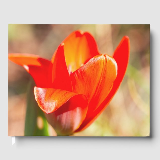 Red Tulip Blossom Gästebuch (Vorderseite)