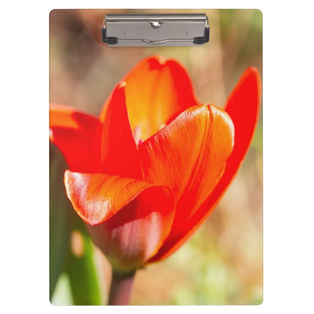 Red Tulip Blossom Klemmbrett (Vorderseite)