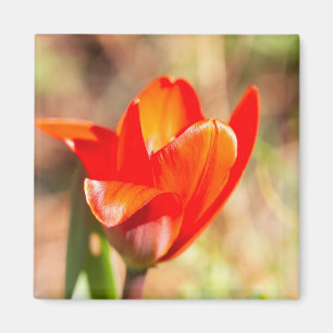 Red Tulip Blossom Magnet