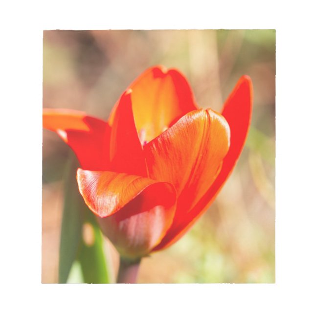 Red Tulip Blossom Notizblock (Vorderseite)