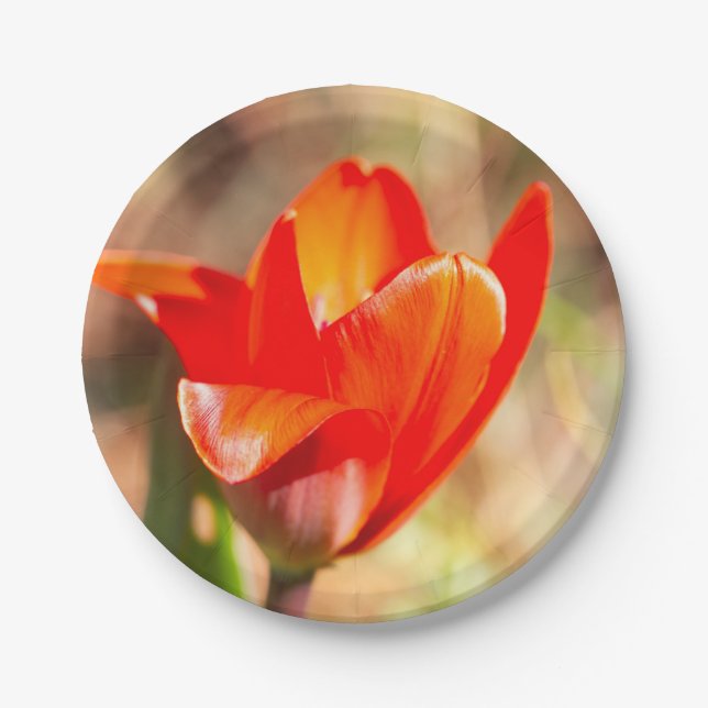 Red Tulip Blossom Pappteller (Vorderseite)