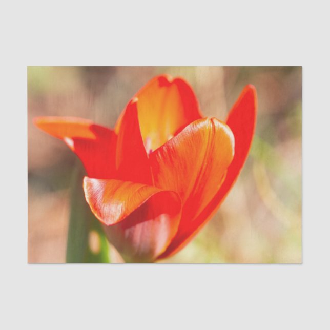 Red Tulip Blossom Seidenpapier (Vorderseite)
