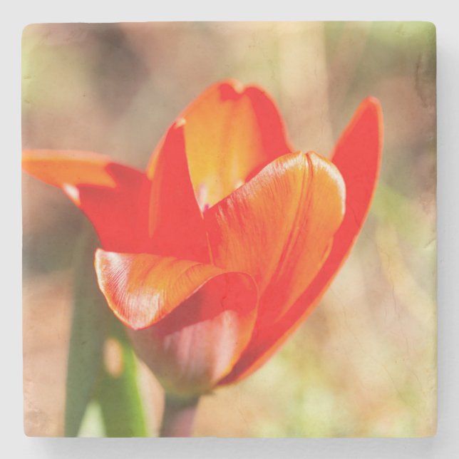 Red Tulip Blossom Steinuntersetzer (Vorderseite)