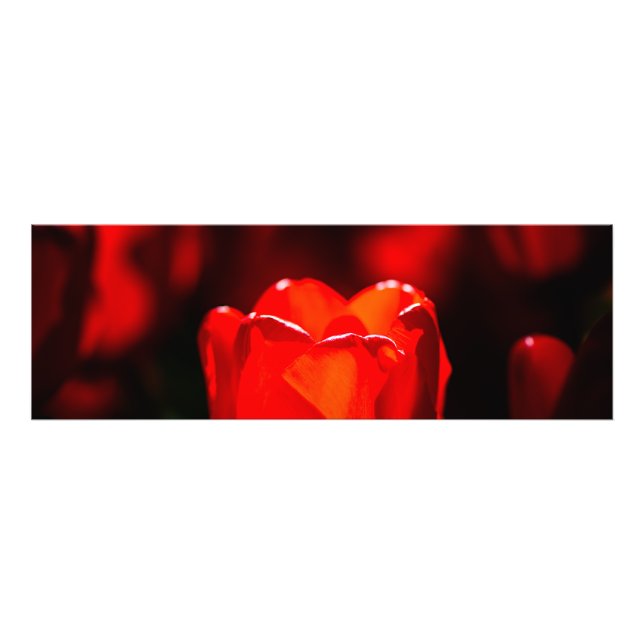 Red Tulip Blume - Feuer Fotodruck (Vorne)