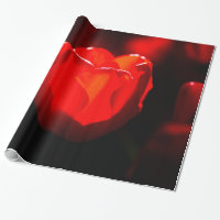 Red Tulip Blume - Feuer
