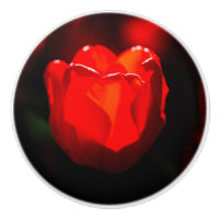 Red Tulip Blume - Feuer