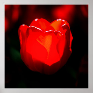 Red Tulip Blume - Feuer Poster