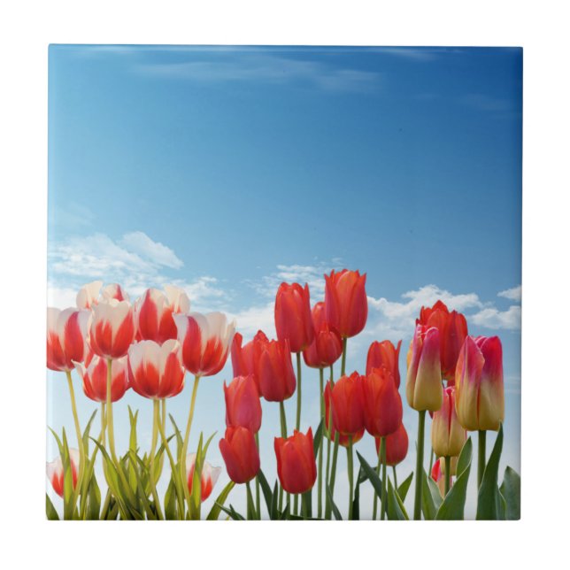 Red Tulip Blume Fliese (Vorderseite)