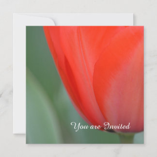Red Tulip Blume Geburtstag Einladung
