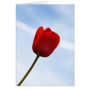 Red Tulip Card