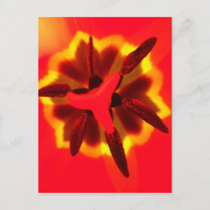 Red Tulip Center Postkarte
