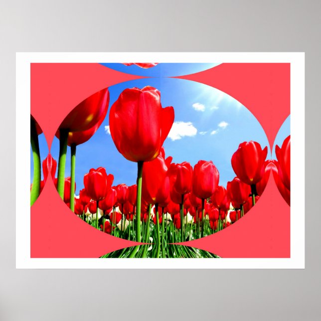 Red Tulip Delight Poster (Vorne)