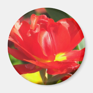 Red Tulip Fotografen Magnet