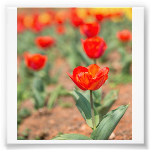 Red Tulip Garten Fotodruck (Vorne)