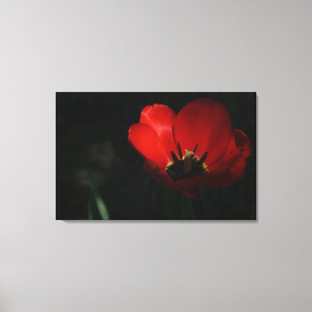 Red Tulip Leinwanddruck (Vorderseite)