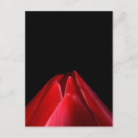 Red Tulip Minimalistisch Floral