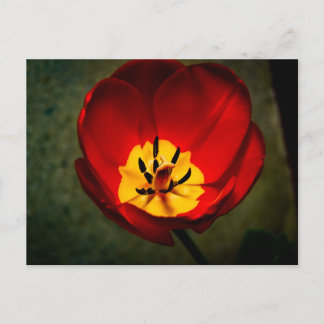 Red Tulip Post Card Postkarte