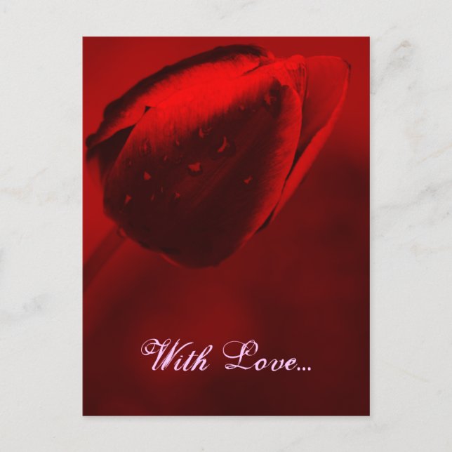 Red Tulip Postcard Postkarte (Vorderseite)