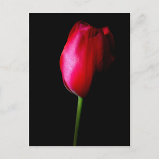 Red Tulip Postcard Postkarte