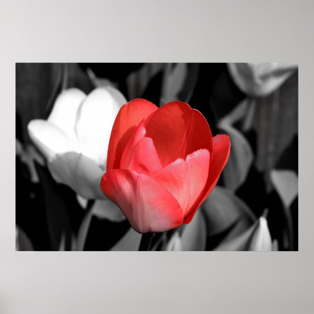 Red Tulip Poster (Vorne)