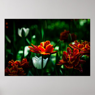 Red Tulip - Seine Majestät der König Poster