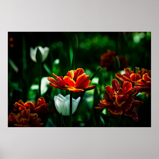 Red Tulip - Seine Majestät der König Poster (Vorne)