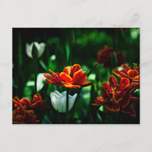 Red Tulip - Seine Majestät der König Postkarte