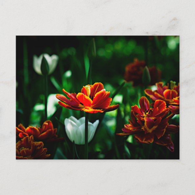 Red Tulip - Seine Majestät der König Postkarte (Vorderseite)