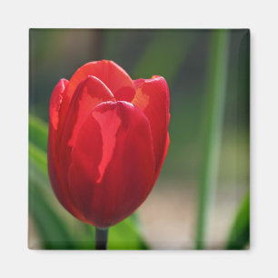 Red Tulip Spring Blume Magnet
