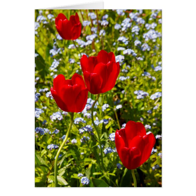 Red Tulips (Vorne)