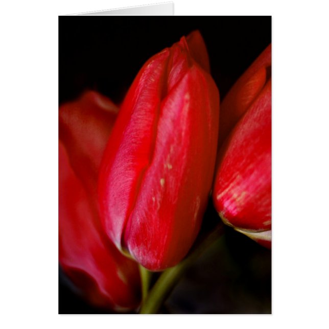 Red Tulips (Vorne)