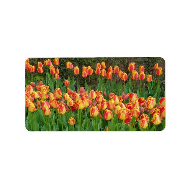 Red Tulips Adressaufkleber (Vorne)