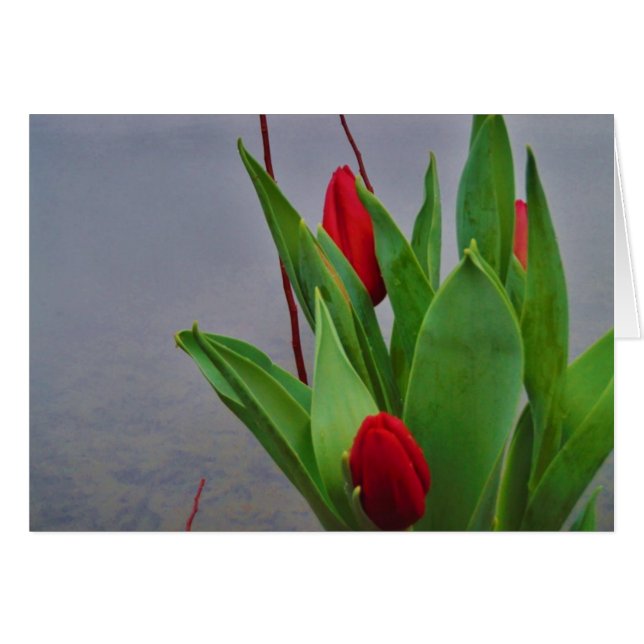 Red Tulips Blue Lake Arrowhead Wasser (Vorderseite (Horizontal))