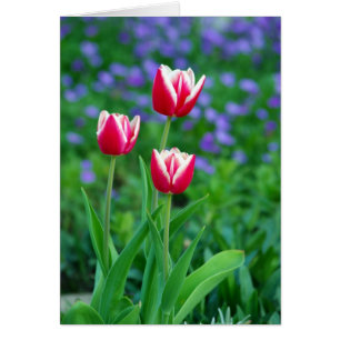 Red Tulips Card