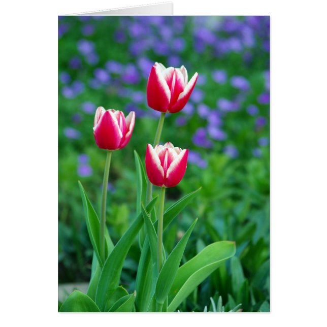 Red Tulips Card (Vorne)