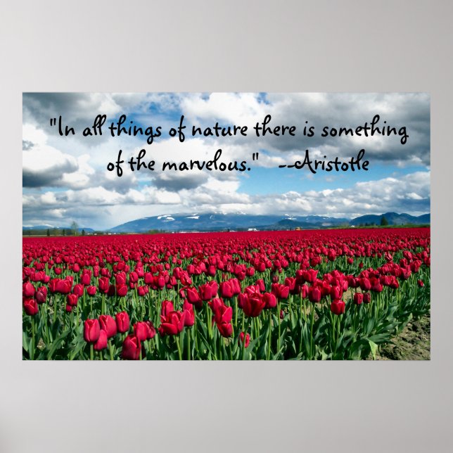 Red Tulips Field Poster (Vorne)