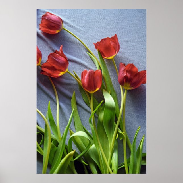 Red Tulips für Kerstin Poster Print (Vorne)