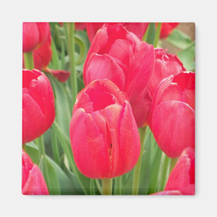 Red Tulips Magnet